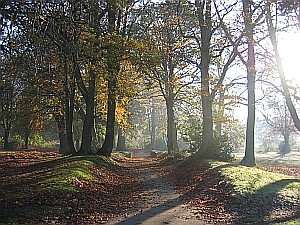 Trees surveyed for a Local Authority